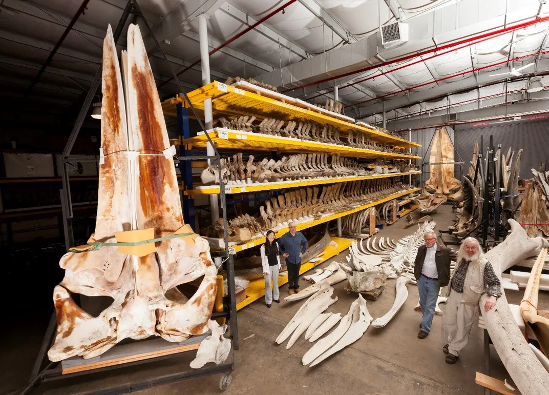 Massive whale skeletons on yellow storage shelves in a warehouse at the Smithsonian's Museum Support Center.